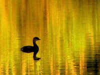 p20030b-Michael S Davis