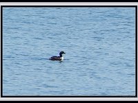 p20035a-Michael S Davis