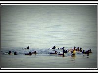 p20820a-Michael S Davis