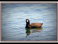 p21365a-Michael S Davis