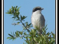 p23245a-Michael S Davis