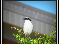 p23245b-Michael S Davis