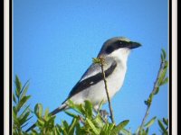 p23245d-Michael S Davis