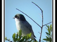 p23245e-Michael S Davis