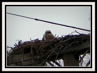 p22525e-Michael S Davis