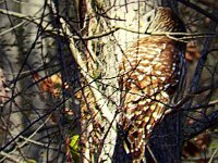 p22570c-Michael S Davis