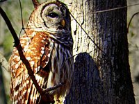 p22570g-Michael S Davis