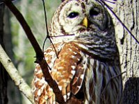 p22570h-Michael S Davis