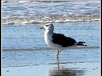 p21965a-Michael S Davis