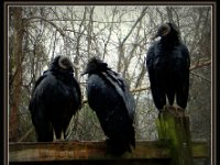 p20590aMichael S Davis