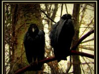 p20590bMichael S Davis