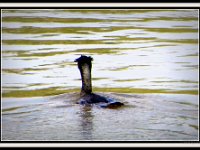 p20410b-Michael S Davis