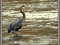 p204080aMichael S Davis