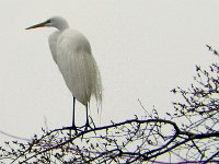 p20490aMichael S Davis