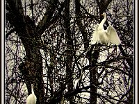 p20490bMichael S Davis