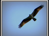 p20925d-Michael S Davis