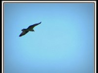 p20925e-Michael S Davis