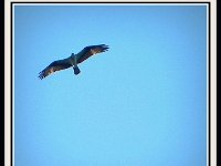 p20925f-Michael S Davis