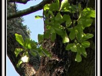 p22880h-Michael S Davis